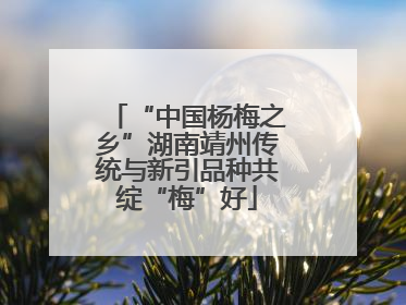 “中国杨梅之乡”湖南靖州传统与新引品种共绽“梅”好