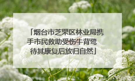 烟台市芝罘区林业局携手市民救助受伤牛背鹭 待其康复后放归自然