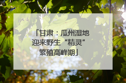 甘肃：瓜州湿地迎来野生“精灵”繁殖高峰期