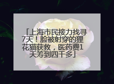 上海市民接力找寻7天！脸被射穿的狸花猫获救，医药费1天筹到四千多