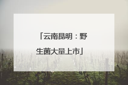 云南昆明：野生菌大量上市