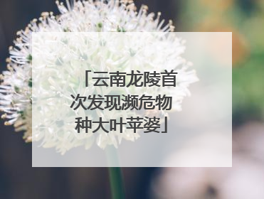 云南龙陵首次发现濒危物种大叶苹婆