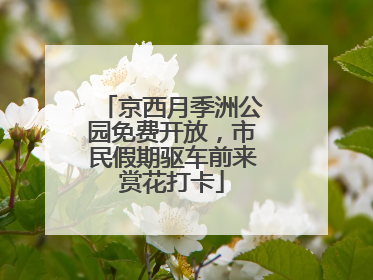 京西月季洲公园免费开放，市民假期驱车前来赏花打卡
