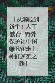 从濒危到新生！人工繁育+野外保护让中国绿孔雀走上种群逆袭之路