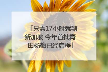 只需17小时就到新加坡 今年首批青田杨梅已经启程
