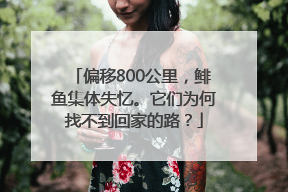 偏移800公里，鲱鱼集体失忆。它们为何找不到回家的路？