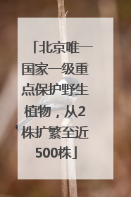 北京唯一国家一级重点保护野生植物，从2株扩繁至近500株