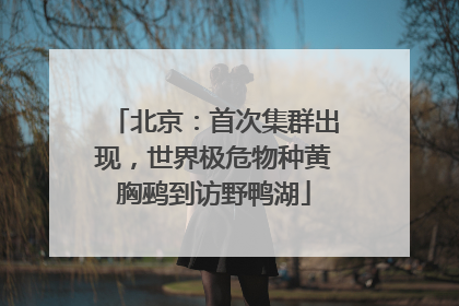 北京：首次集群出现，世界极危物种黄胸鹀到访野鸭湖