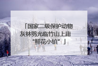 国家二级保护动物灰林鸮光临竹山上庸“鲜花小镇”