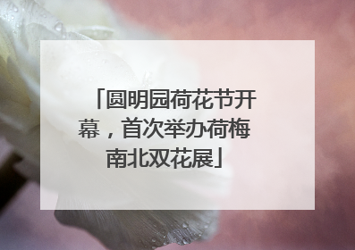 圆明园荷花节开幕，首次举办荷梅南北双花展