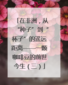 在非洲，从“种子”到“杯子”的遥远距离——一颗咖啡豆的前世今生（三）