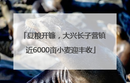 夏粮开镰，大兴长子营镇近6000亩小麦迎丰收
