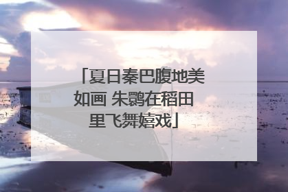夏日秦巴腹地美如画 朱鹮在稻田里飞舞嬉戏