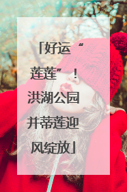 好运“莲莲”！洪湖公园并蒂莲迎风绽放