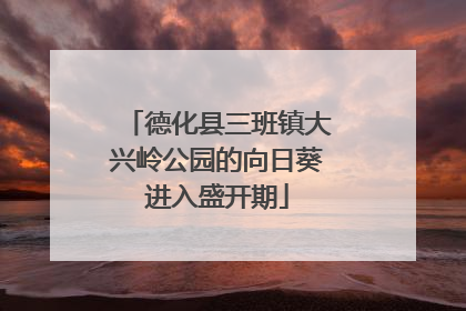 德化县三班镇大兴岭公园的向日葵进入盛开期