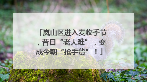 岚山区进入麦收季节，昔日“老大难”，变成今朝“抢手货”！
