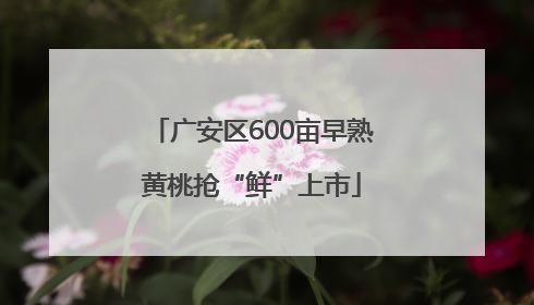 广安区600亩早熟黄桃抢“鲜”上市