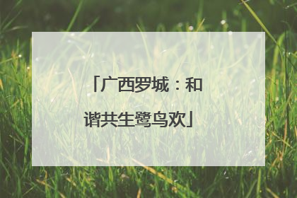 广西罗城：和谐共生鹭鸟欢