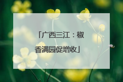 广西三江：椒香满园促增收