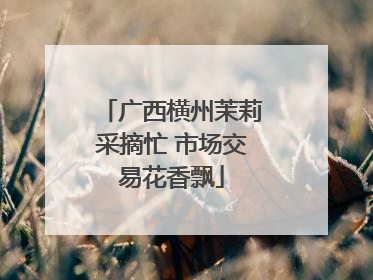 广西横州茉莉采摘忙 市场交易花香飘