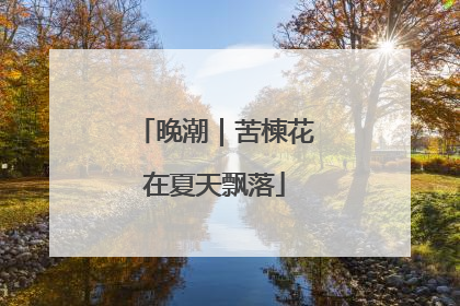晚潮｜苦楝花在夏天飘落