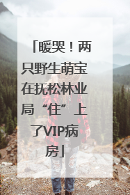暖哭！两只野生萌宝在抚松林业局“住”上了VIP病房