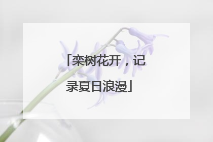 栾树花开，记录夏日浪漫