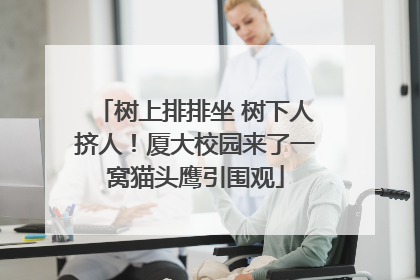 树上排排坐 树下人挤人！厦大校园来了一窝猫头鹰引围观