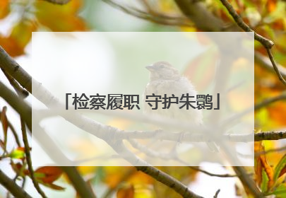 检察履职 守护朱鹮