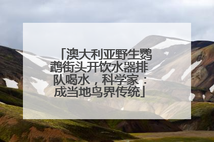 澳大利亚野生鹦鹉街头开饮水器排队喝水，科学家：成当地鸟界传统
