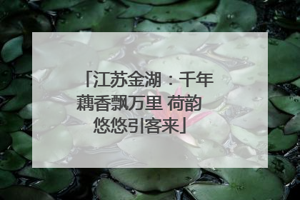 江苏金湖：千年藕香飘万里 荷韵悠悠引客来