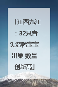 江西九江：32只青头潜鸭宝宝出巢 数量创新高