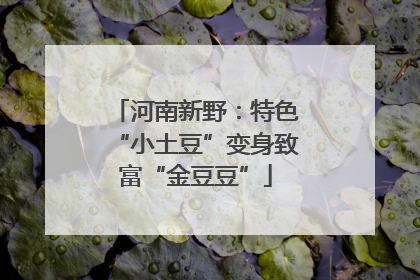 河南新野：特色“小土豆”变身致富“金豆豆”