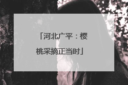 河北广平：樱桃采摘正当时