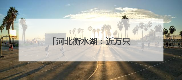 河北衡水湖：近万只夏候鸟进入繁殖期