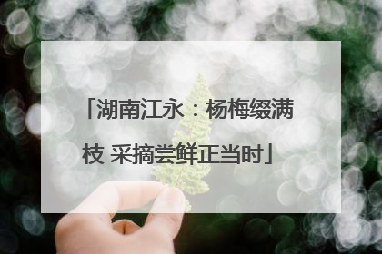 湖南江永：杨梅缀满枝 采摘尝鲜正当时