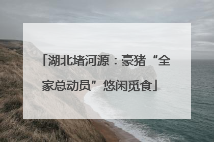 湖北堵河源：豪猪“全家总动员”悠闲觅食