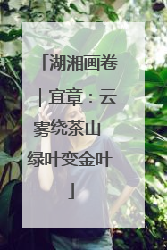 湖湘画卷｜宜章：云雾绕茶山 绿叶变金叶