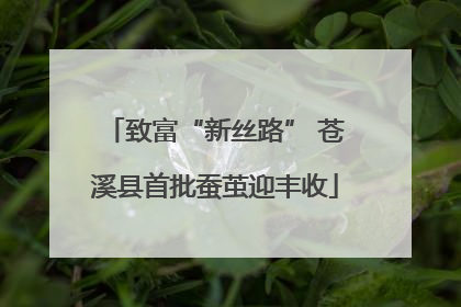 致富“新丝路” 苍溪县首批蚕茧迎丰收