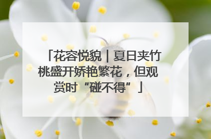 花容悦貌｜夏日夹竹桃盛开娇艳繁花，但观赏时“碰不得”