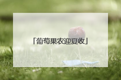 葡萄果农迎夏收