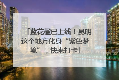 蓝花楹已上线！昆明这个地方化身“紫色梦境”，快来打卡