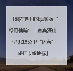 藏在四川的现实版“绿野仙踪”：宜宾深山罕见15公里“稻海”成打卡新地标
