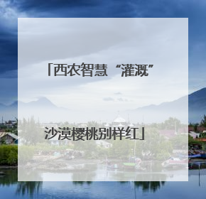 西农智慧“灌溉” 沙漠樱桃别样红