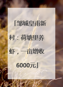 邹城皇甫新村：荷塘里养虾，一亩增收6000元