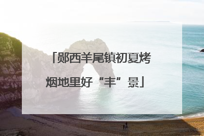 郧西羊尾镇初夏烤烟地里好“丰”景