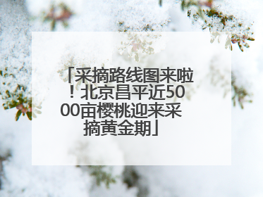 采摘路线图来啦！北京昌平近5000亩樱桃迎来采摘黄金期