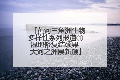 黄河三角洲生物多样性系列报道①湿地修复结硕果 大河之洲展新颜