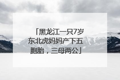 黑龙江一只7岁东北虎妈妈产下五胞胎，三母两公