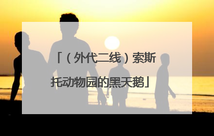 （外代二线）索斯托动物园的黑天鹅